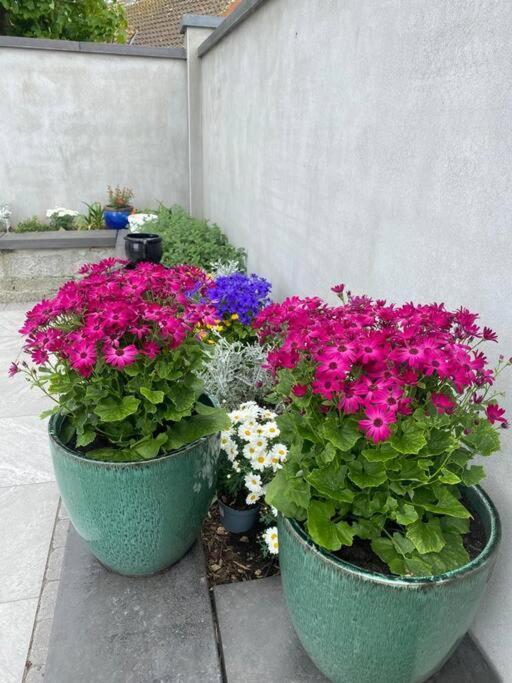 Luxury Holiday Rental With Sea Views On The Wild Atlantic Way Tralee Extérieur photo
